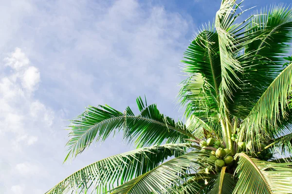 木の上にたくさんのココナッツ 美しい空の背景を持つ — ストック写真