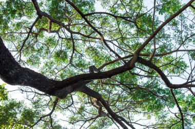 Eski ağaçların birçok dalları. Arka plan.