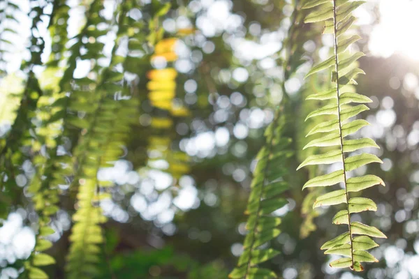 Cerca Hojas Verdes Con Sol Mañana — Foto de Stock