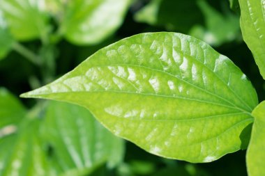 Yakından, yeşil tropik yapraklar doğanın yarattığı.