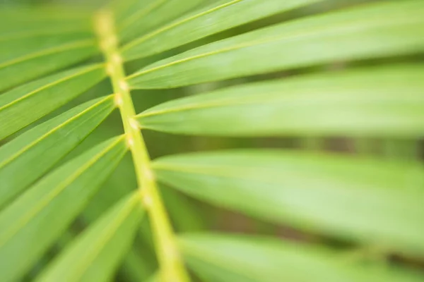 Close up view of a beautiful green palm leaf. — ストック写真