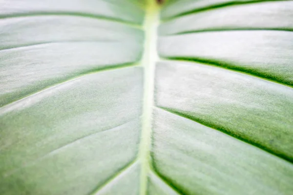 Tekstura zielonych liści. Obraz z bliska. — Zdjęcie stockowe