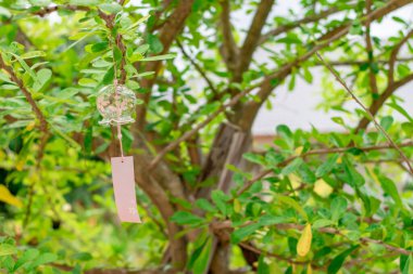 Japon geleneksel cam çanı ağaçta.