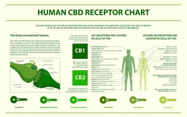 İnsan Cbd Reseptör Grafiği yatay infografik
