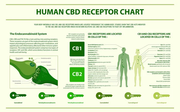 Gráfico del receptor CBD humano infografía horizontal — Vector de stock