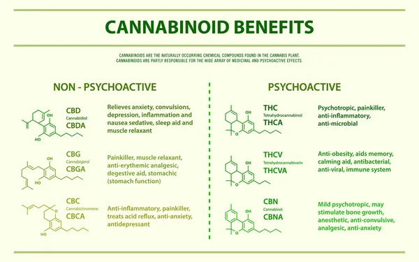 Cannabinoid profitiert von horizontaler Infografik — Stockvektor