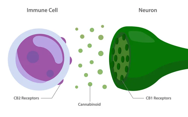 Sistema endocannabinoide entre células inmunitarias y diagrama de neuronas — Vector de stock