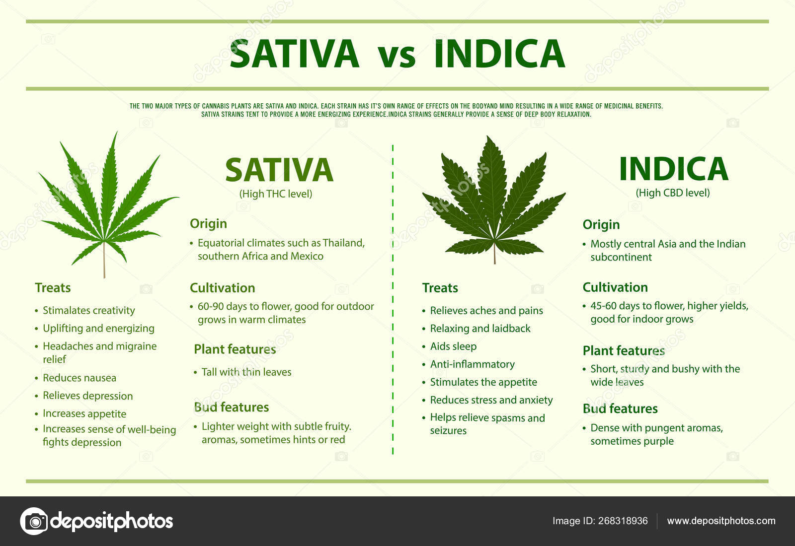 Sativa Vs Indica Horizontal Infographic Stock Vector Image By C About Time 268318936