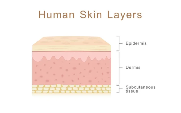 Human Skin Layers — Stock Vector