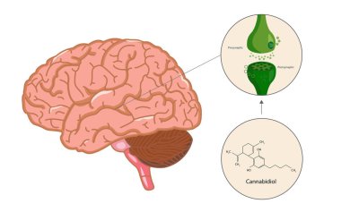 Beyin içinde Endocannabinoid Sistemi