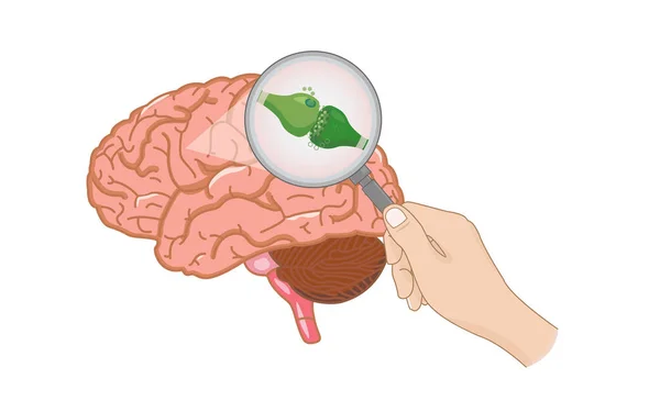 Endokanabinoidní receptory