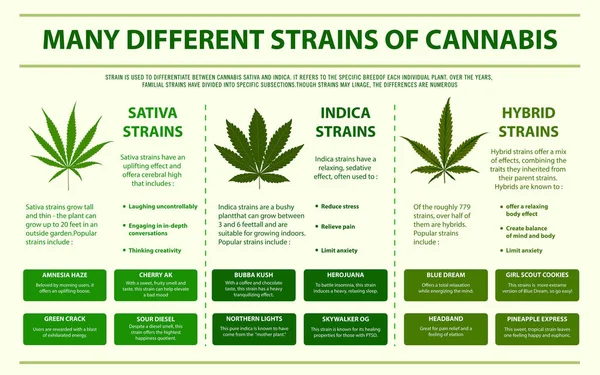 Viele verschiedene Sorten von Cannabis horizontale Infografik — Stockvektor