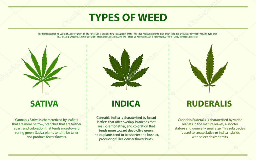 Types of Weed horizontal infographic