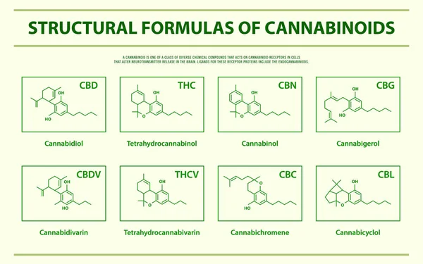 Fórmulas estruturais dos principais canabinóides naturais infográfico horizontal —  Vetores de Stock