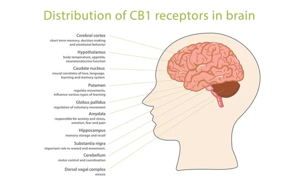 Distribution of CB1 receptors in brain — Stock Vector