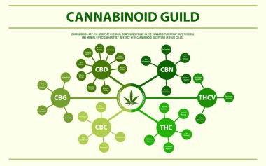 Kannabinoid kılavuz yatay infografik