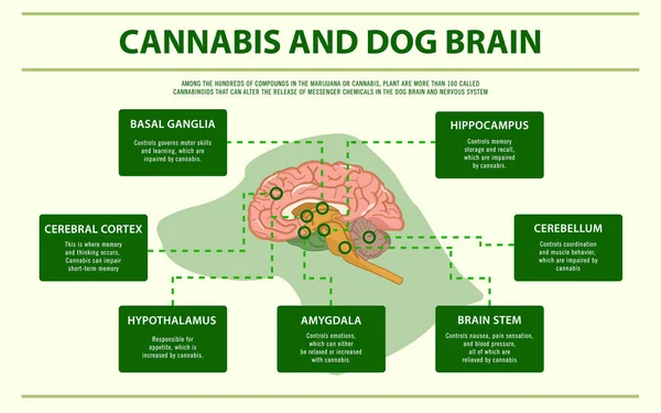 Cannabis e cervello di cane infografica orizzontale — Vettoriale Stock