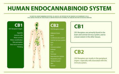 İnsan kannabinoid sistemi yatay infografik