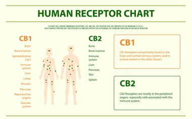 Human Receptor Chart horizontal infographic clipart