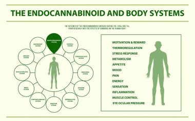 Endocannabinoid ve Vücut Sistemleri yatay infografik