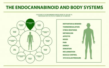 The Endocannabinoid and Body Systems horizontal infographic clipart