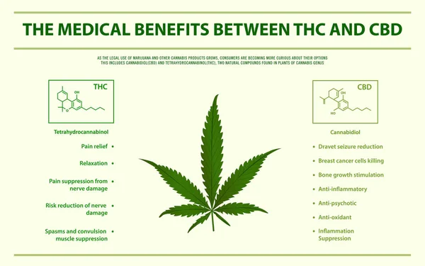 Der medizinische Nutzen zwischen thc und cbd horizontale Infografik — Stockvektor