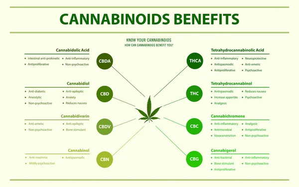 Canabinóides Benefícios infográfico horizontal —  Vetores de Stock