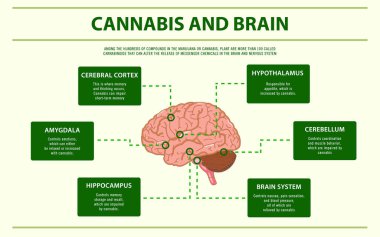 Cannabis and Brain horizontal infographic clipart