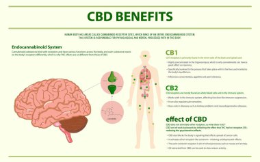 Cbd insan yatay infografik yararları