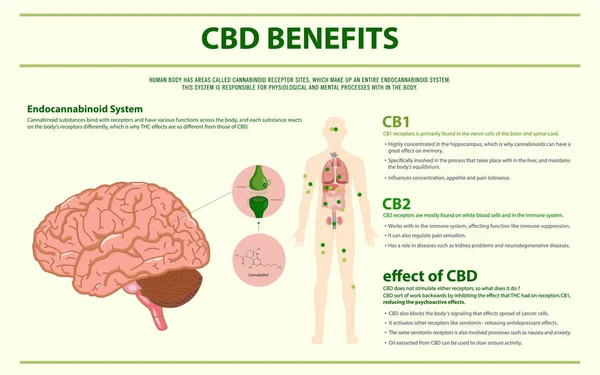 Cbd profitiert von der horizontalen Infografik des Menschen — Stockvektor