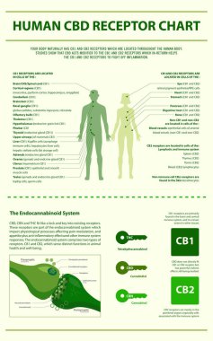 İnsan Cbd reseptör grafiği dikey infografik