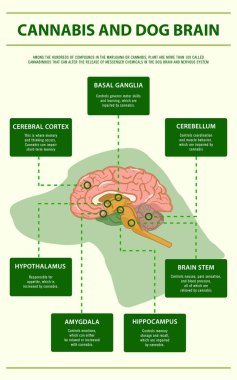 Cannabis and Dog Brain vertical infographic clipart