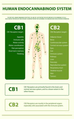 Human Cannabinoid System vertical infographic clipart