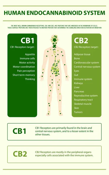 İnsan Kannabinoid Sistemi dikey infografik — Stok Vektör