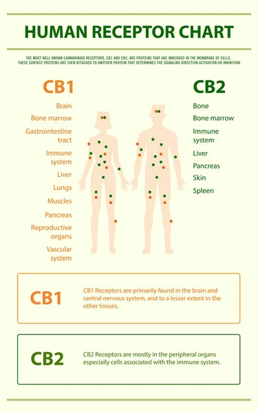 İnsan Reseptör Grafiği dikey infografik — Stok Vektör