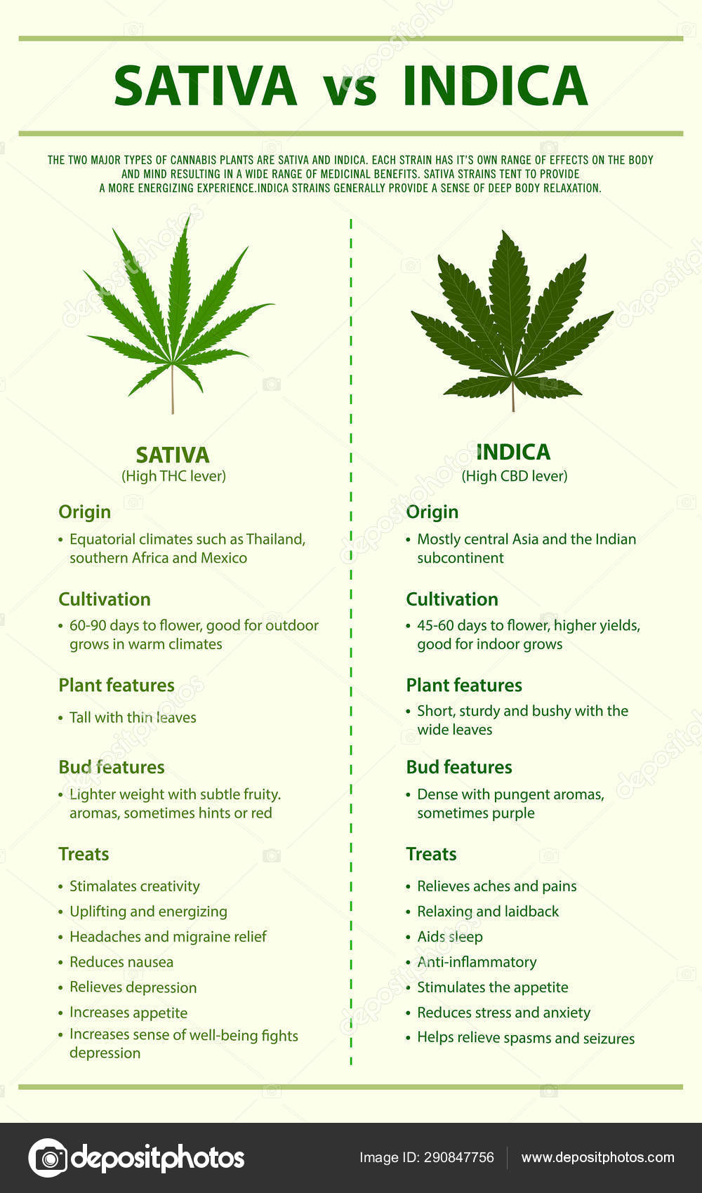 Sativa Vs Indica Vertical Infographic Stock Vector Image By C About Time 290847756