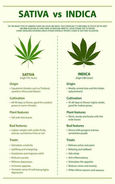 Infografica verticale Sativa vs Indica — Vettoriale Stock