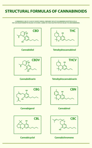 Strukturformeln der wichtigsten natürlichen Cannabinoide vertikale Infografik — Stockvektor