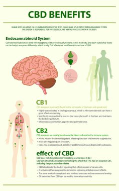 CBD Benefits Human vertical infographic clipart
