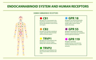 Endokannabinoid Sistem ve İnsan Reseptörleri yatay infografik