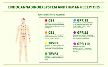 Endocannabinoid System and Human Receptors horizontal infographic clipart