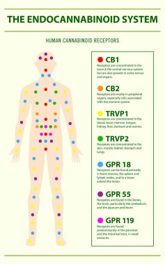 Endocannabinoid System and Human Receptors vertical infographic clipart