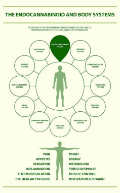 Endocannabinoid and Body Systems vertical infographic clipart