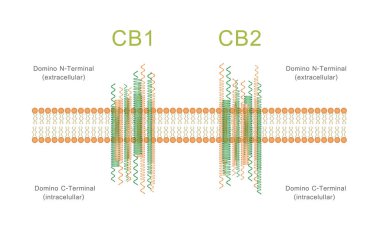 Kannabinoid Reseptörlerin Yapısı Cb1 ve Cb2