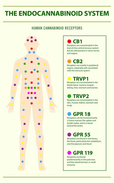 Endocannabinoidsystem und menschliche Rezeptoren vertikale Infografik — Stockvektor
