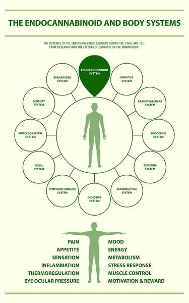 Endocannabinoid- und Körpersysteme vertikale Infografik — Stockvektor