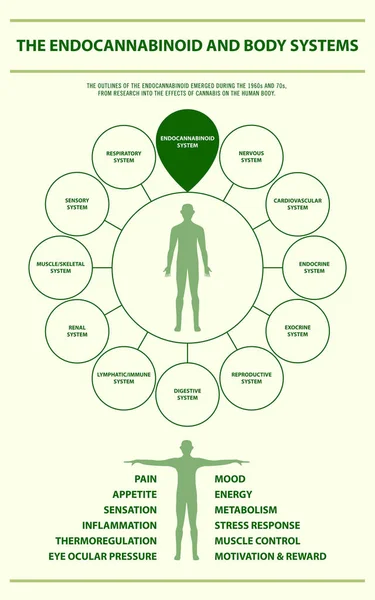 Endokannabinoid ve Vücut Sistemleri dikey infografik