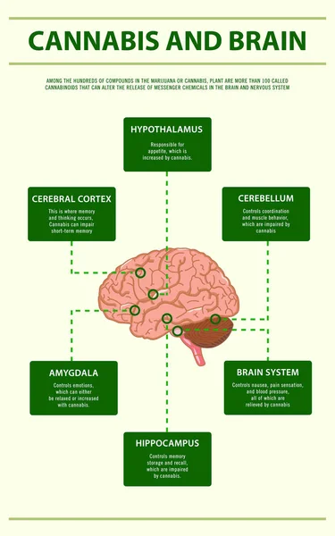 Verticale infographic over cannabis en hersenen — Stockvector