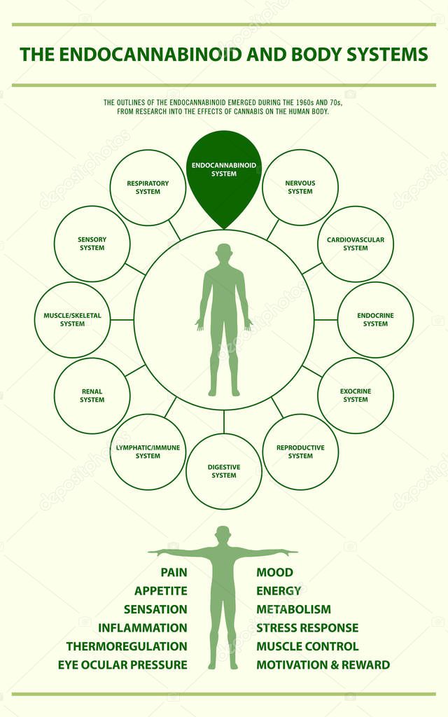 Endocannabinoid and Body Systems vertical infographic