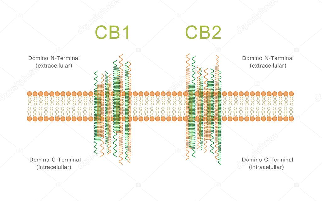 Structure of Cannabinoid Receptors CB1 and CB2